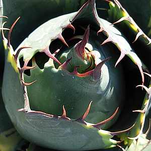 Image of Agave parrasana 'Fireball'