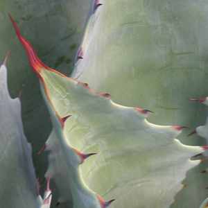 Image of Agave potatorum 'Mariscal'