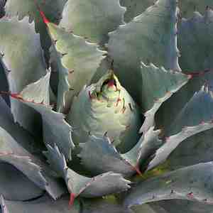 Image of Agave potatorum 'Swizzle Stick'