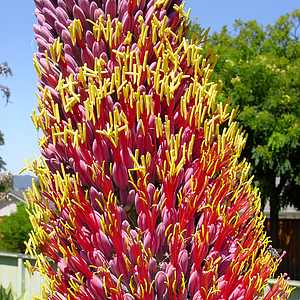 Image of Agave potrerana