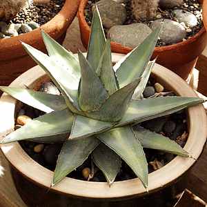 Image of Agave x pumila