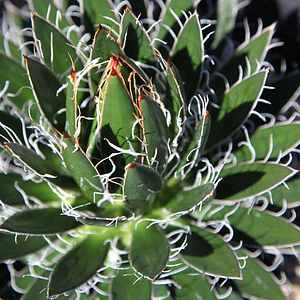 Image of Agave schidigera 'Durango Delight'