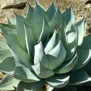 Image of Agave sebastiana 'Silver Lining'