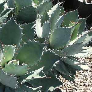 Image of Agave seemanniana