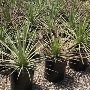 Image of Agave striata 'East of Ramos'