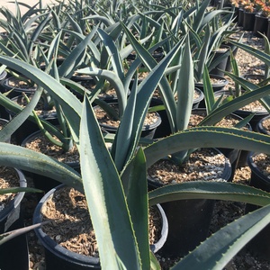 Image of Agave tequilana var. azul