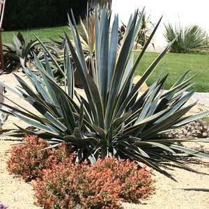 Image of Agave tequilana 'Sunrise'