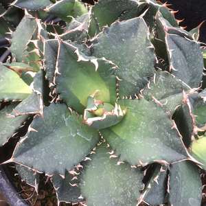 Image of Agave oteroi 'Solar Eclipse'