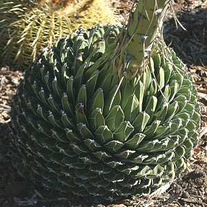 Image of Agave victoriae-reginae 'Compacta'