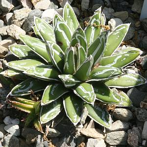 Image of Agave victoriae-reginae 'Minima'