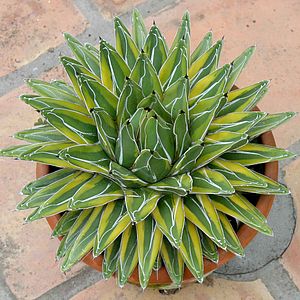 Image of Agave victoriae-reginae 'Golden Princess'