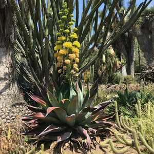 Image of Agave wercklei