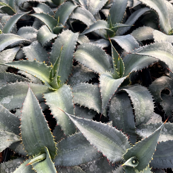 Image of Agave 'Thorny Warrior'