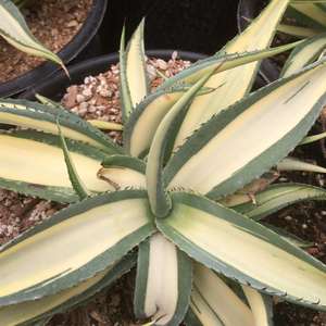 Image of Agave guiengola 'Medio Picta'