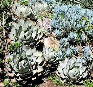 Image of Agave parryi var. huachucensis