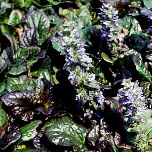 Image of Ajuga reptans 'Catlin's Giant'