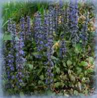 Image of Ajuga reptans 'Texas Tough'