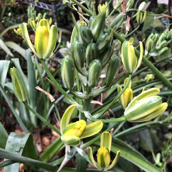 Image of Albuca aurea