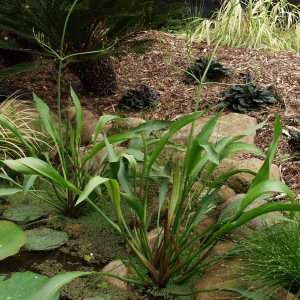 Image of Alisma plantago-aquatica