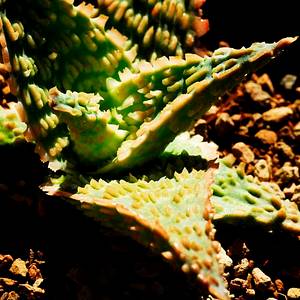 Image of Aloe 'Bright Ember'