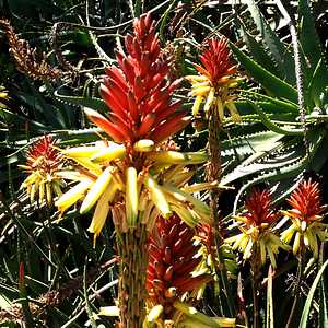 Image of Aloe 'Carpinteria Gem'