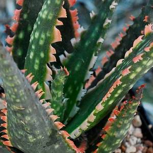 Image of Aloe 'Coral Fire'