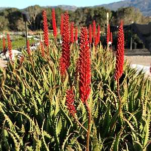 Image of Aloe 'Erik the Red'