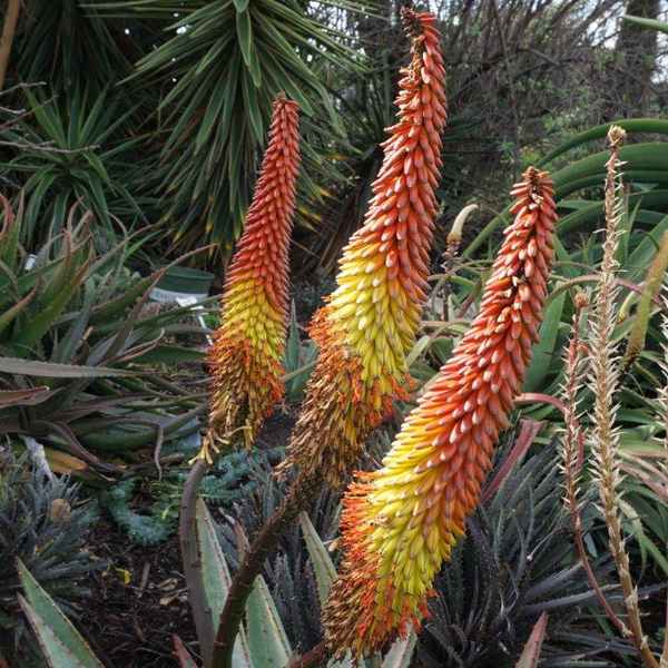 Image of Aloe 'Flaming Conundrum'