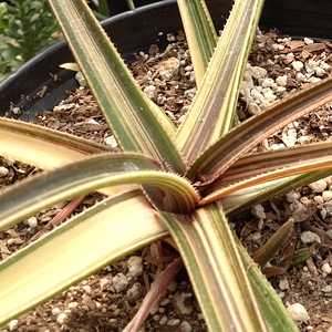 Image of Aloe 'Splashy Lassie'