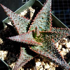 Image of Aloe 'Lavender Star'