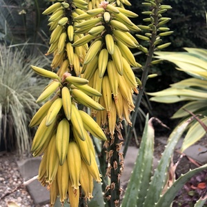 Image of Aloe 'Lode's Yellow'