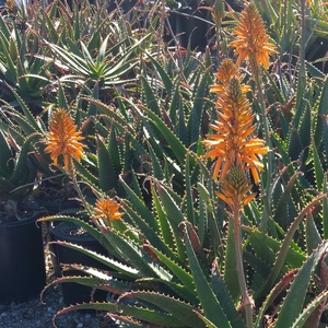Image of Aloe 'Orange Beauty'