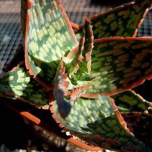 Image of Aloe 'Peppermint'