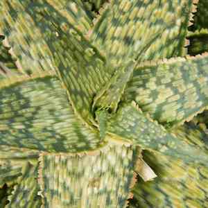 Image of Aloe 'Pink Blush'