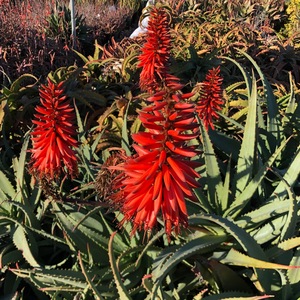Image of Aloe 'Red Bird'