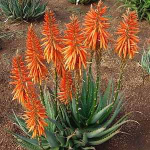 Image of Aloe Safari Orange ['ANDora'] PP28,003