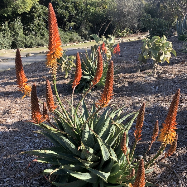 Image of Aloe 'Spiney'