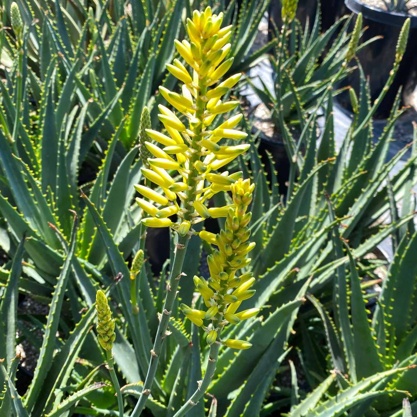 Image of Aloe 'Sunshine'