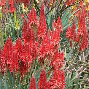 Image of Aloe Scarlet Rockets ['LEO 3711']