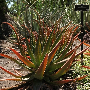 Image of Aloe 'William Hertrich'