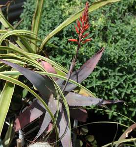 Image of Aloe acutissima