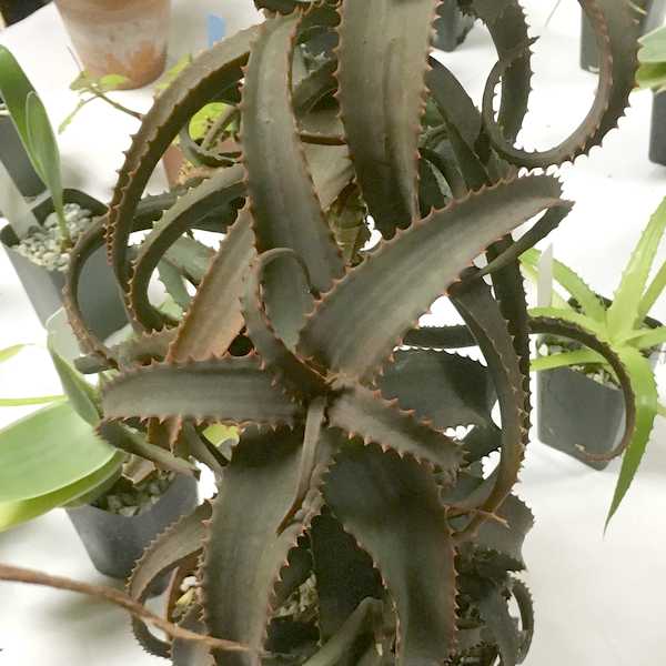 Image of Aloe acutissima var. antanimorensis