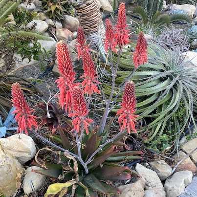 Image of Aloe affinis