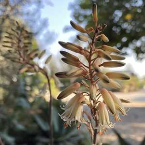 Image of Aloe albiflora