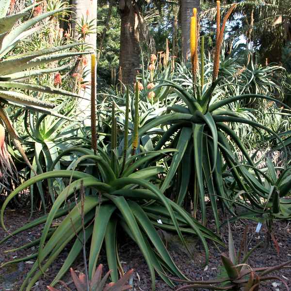 Image of Aloe alooides