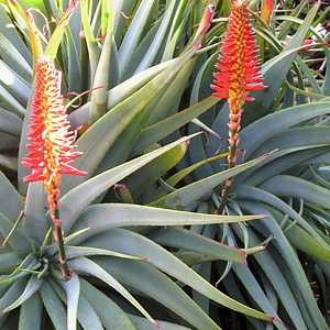 Image of Aloe arborescens 'Spineless'