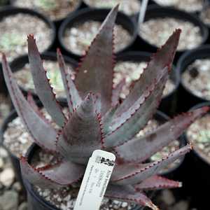 Image of Aloe betsileensis