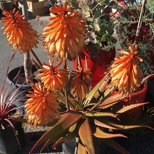 Image of Aloe cameronii 'Creme Tangerine'