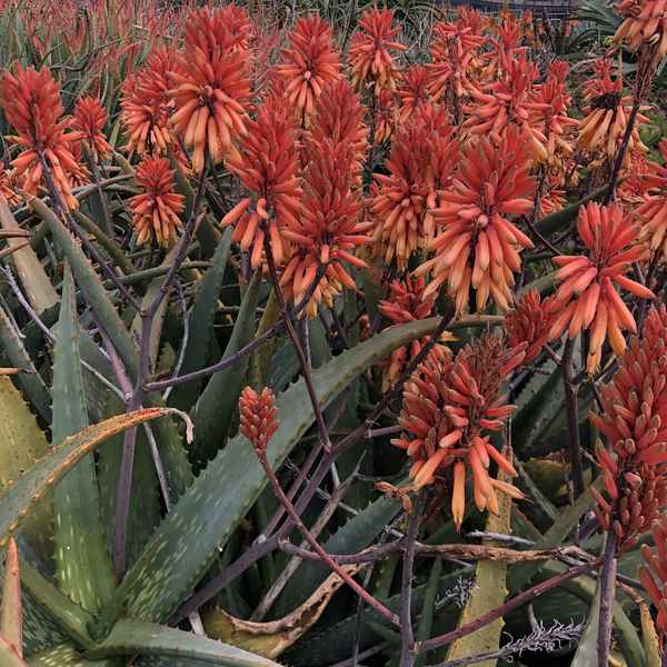 Image of Aloe camperi 'Cornuta'
