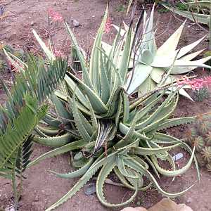 Image of Aloe camperi 'Jennifer'